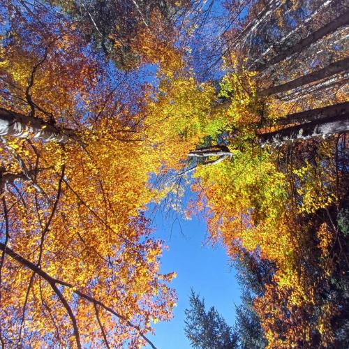 Herbstbäume