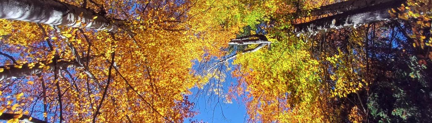 Herbstbäume