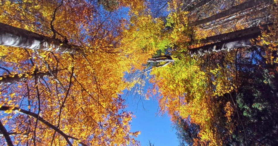 Herbstbäume