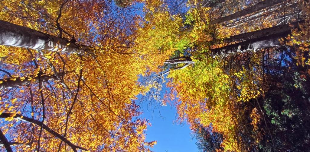 Herbstbäume unter blauem Himmel.
